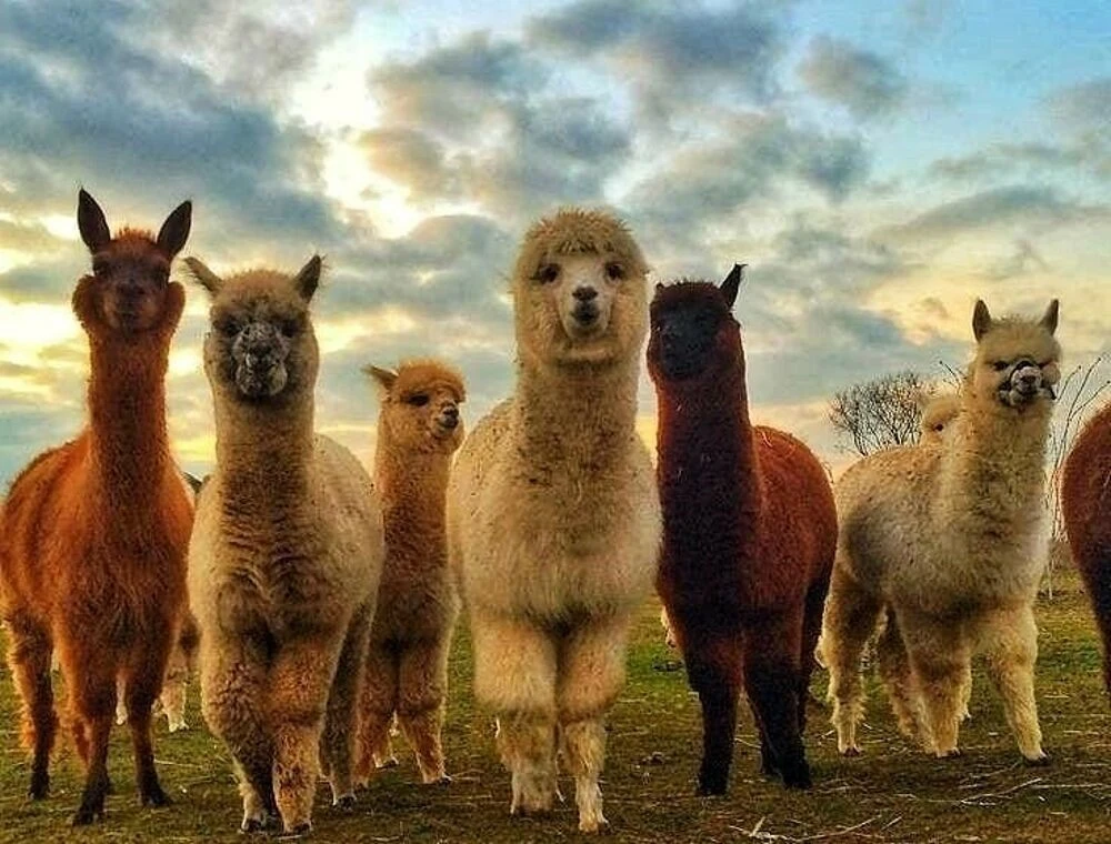 Dove fare una passeggiata con gli alpaca in Italia