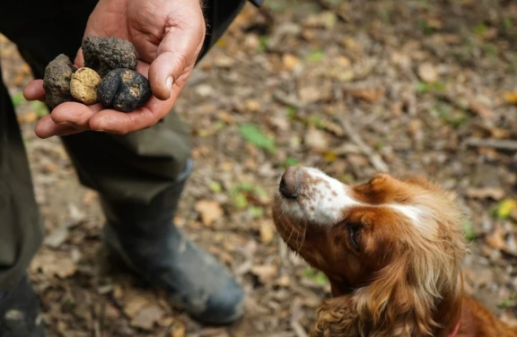 Caccia al Tartufo nell’Appennino Bolognese