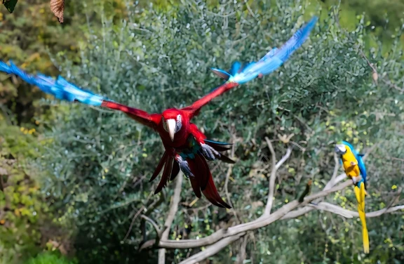 Esperienza con i Pappagalli ad Anghiari vicino Arezzo